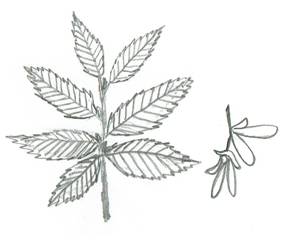 Carpinus betulus