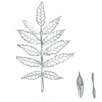 Fraxinus exelsior