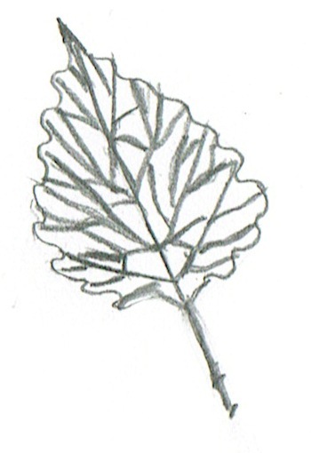 Populus tremula