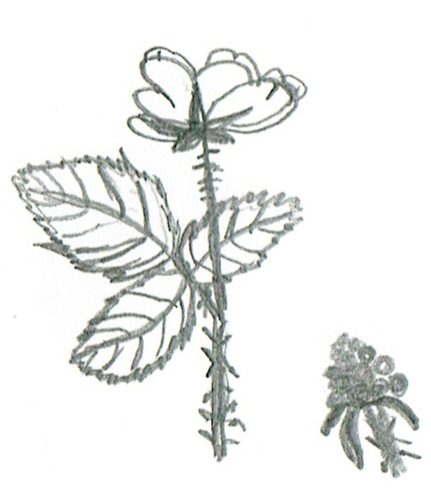 Rubus fructicosa