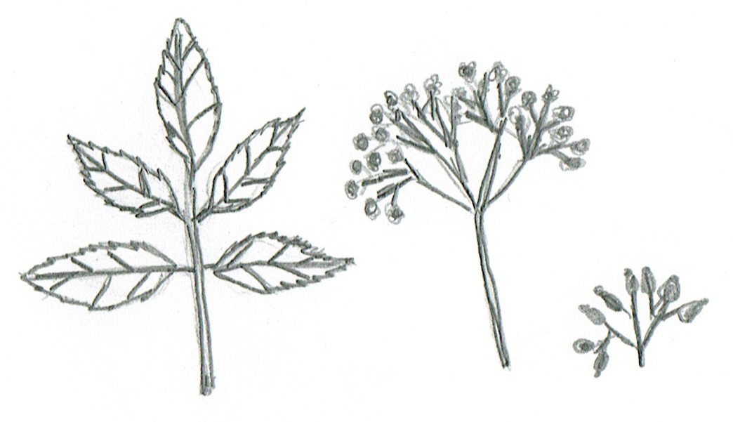 Sambucus nigra 