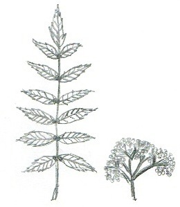 Sorbus aucuparia